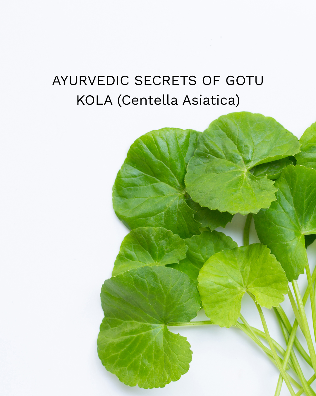 Gotu Kola Benefits for Skin: Calm, Firm, Renew